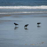 oregon2007w_17.jpg