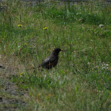 oregon2007w_18.jpg