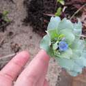 Oyster Plant