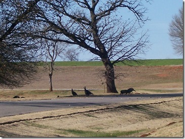 Thanksgiving, Bessie, & Corn, OK 028