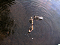 IMG_1426.JPG