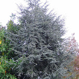 Cedrus atlantica