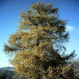 Larix decidua