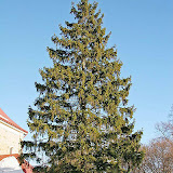 Picea abies