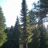 Picea omorica