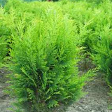 Chamaecyparis lawsoniana stewartii