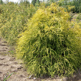 Chamaecyparis pisifera filifera