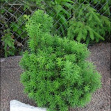 Taxus baccata