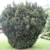 Taxus media hicksii