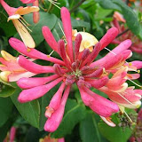 Lonicera heckrottii