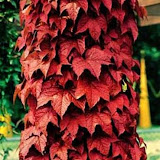 Parthenocissus tricuspidata Veitchii