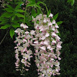 Wisteria floribunda