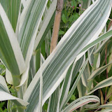 Arundo donax Variegatum