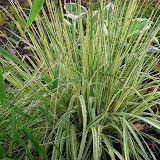 Molina caerulea Variegata