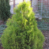 Thuja occidentalis rheingold