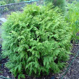 Thuja occidentalis globosa