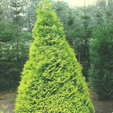 Thuja occidentalis sunkist