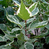 Cornus alba