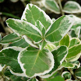 Euonymus fortunei Gracilis