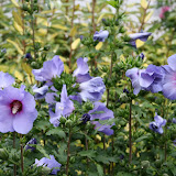 Hibiscus syriacus