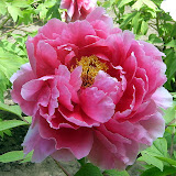 Paeonia suffruticosa