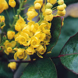Mahonia aquifolium