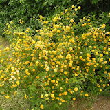 Kerria japonica