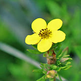 Potentilla fruticosa
