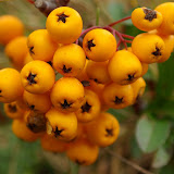 Pyracantha coccinea Soleil dor