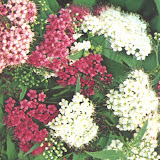 Spiraea japonica Shirobana