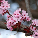Prunus pisardii Atropurpurea