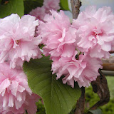 Prunus serrulata Kanzan