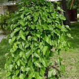 Morus alba Pendula
