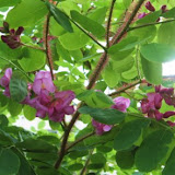 Robinia pseudoacacia Globosa