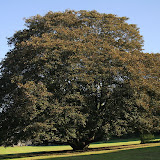 Acer pseudoplatanus