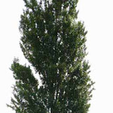 Populus nigra Italica