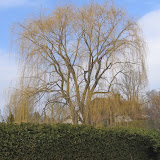 Salix alba pendula Tristis
