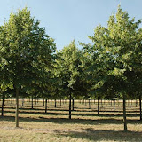 Tilia europaea