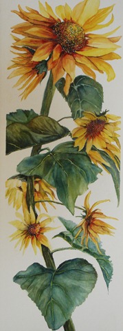 [Sunflowers cropped 7-4-10[2].jpg]