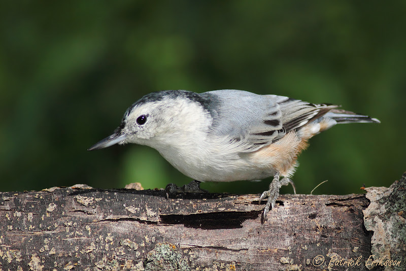 IMG_5432_White-Breasted_Nuthatch1600.jpg