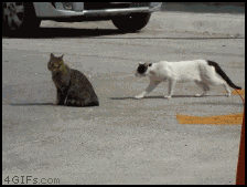 CatFight