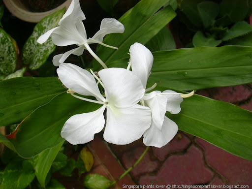 White Ginger flowers