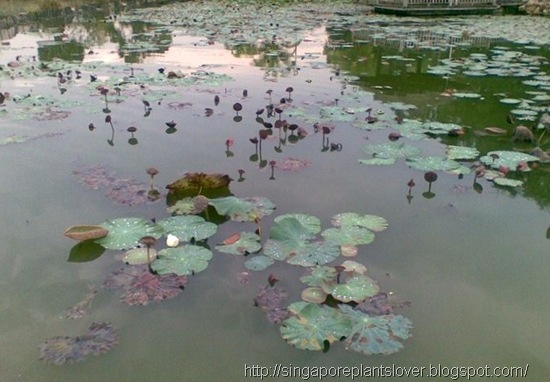 waterlily2
