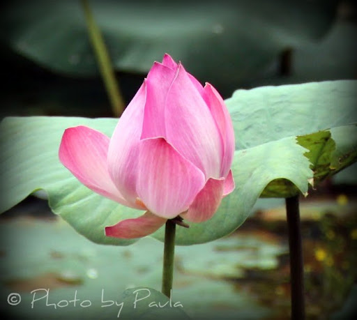 pink lotus 