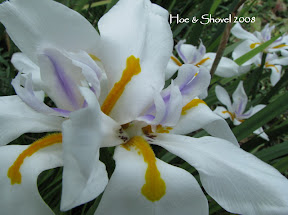 African Iris