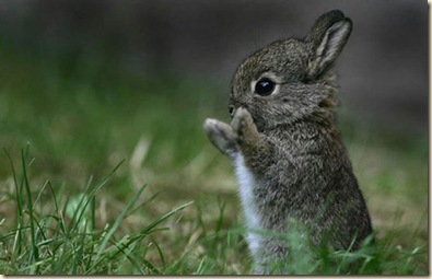 damn cute rabbit