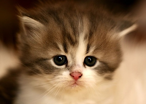 [pitiful kitty[3].jpg]