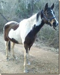 horse