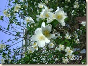 May 2009 003