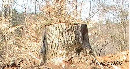 [stump4.jpg]